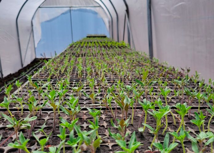 Inauguran micro túneles de producción de plántulas y hortalizas en Somoto