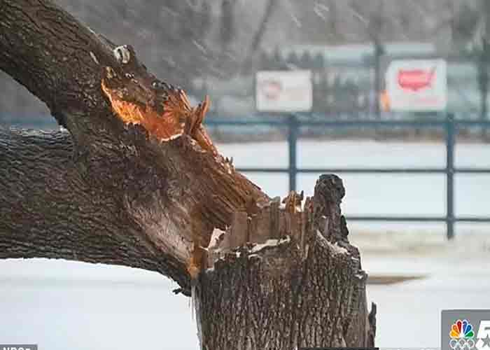 Árboles en el norte de Texas "explotan" por el frío extremo