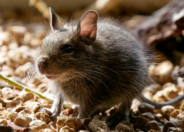 Polémica sanitaria: Más de mil ratones muertos en bodega de Family Dollar