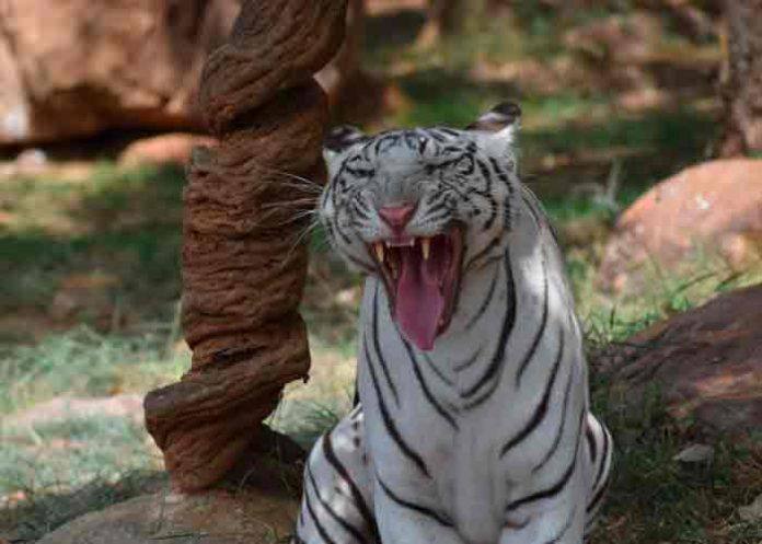 Dieta sangrienta: Sicarios alimentan a sus tigres con cuerpos de sus rivales