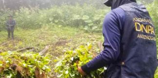 Policía de Honduras erradica el más grande vivero de plantas de marihuana