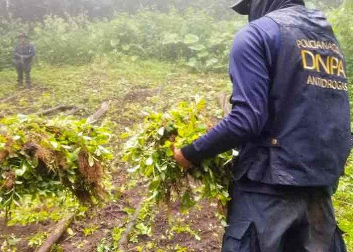 Policía de Honduras erradica el más grande vivero de plantas de marihuana