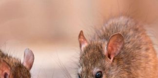 Cientificos muestran cómo 'resucitar' una especie de rata extinta hace 120 años.
