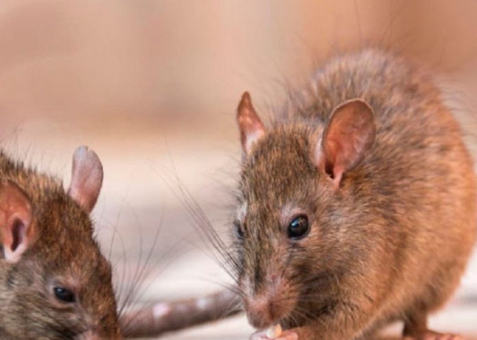 Cientificos muestran cómo 'resucitar' una especie de rata extinta hace 120 años.