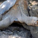 Estudio de ADN revela que hay una nueva especie de tortuga gigante