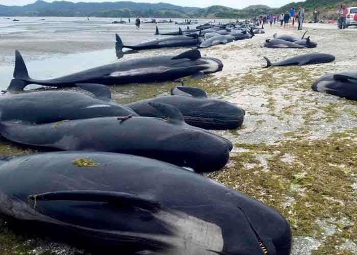 Alrededor de una treintena de ballenas mueren varadas en Nueva Zelanda