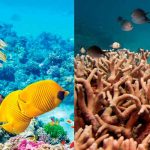 ONU considera clasificar la Gran Barrera de Coral como "en peligro".