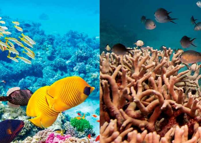 ONU considera clasificar la Gran Barrera de Coral como 
