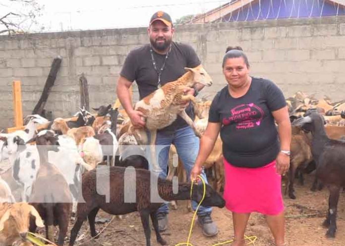 Bonos de cabras y ovejas a productores de Nueva Segovia