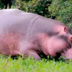 Hipopótamos se pasean tranquilamente en pueblo de Colombia