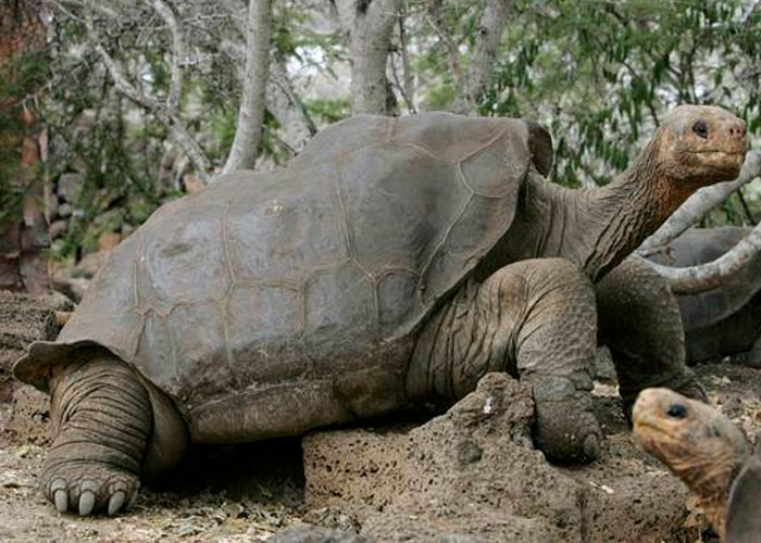 Estudio de ADN revela que hay una nueva especie de tortuga gigante