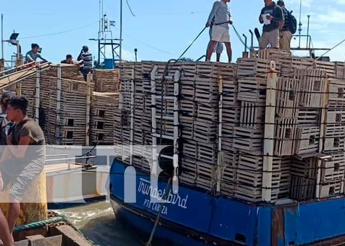 Costa Caribe Norte: Inicia la veda de la langosta Espinoza