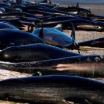 Alrededor de una treintena de ballenas mueren varadas en Nueva Zelanda