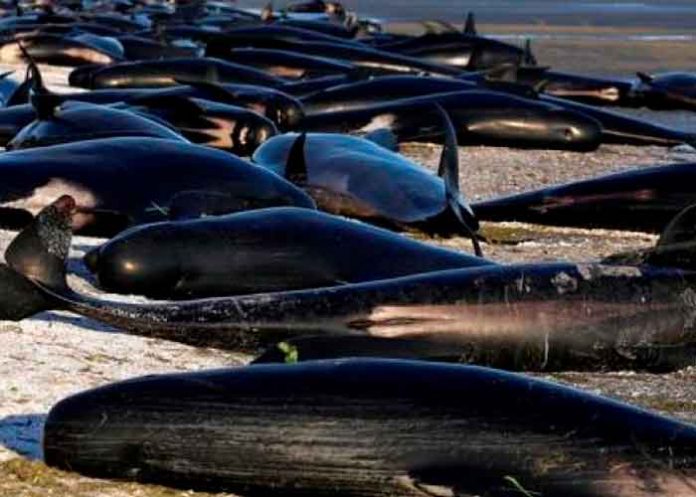 Alrededor de una treintena de ballenas mueren varadas en Nueva Zelanda