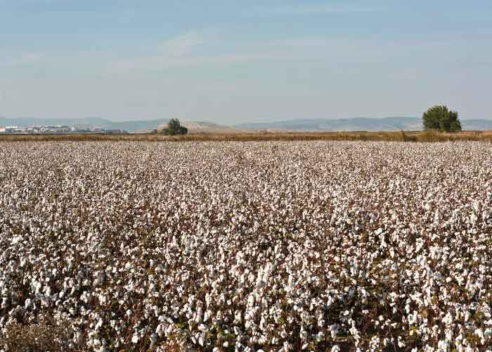 La sequía en EEUU lleva el precio del algodón a su máximo en una década.