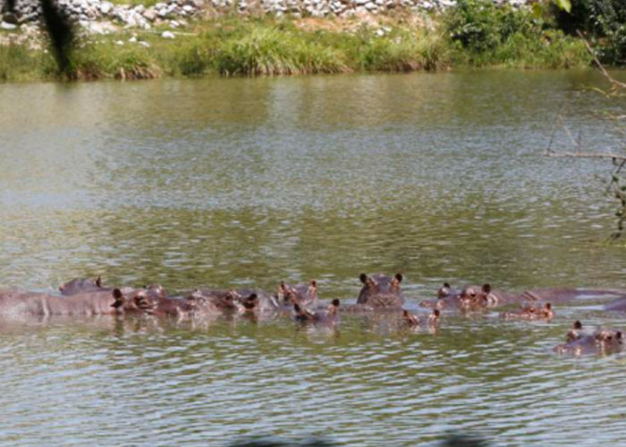 Hipopótamos se pasean tranquilamente en pueblo de Colombia