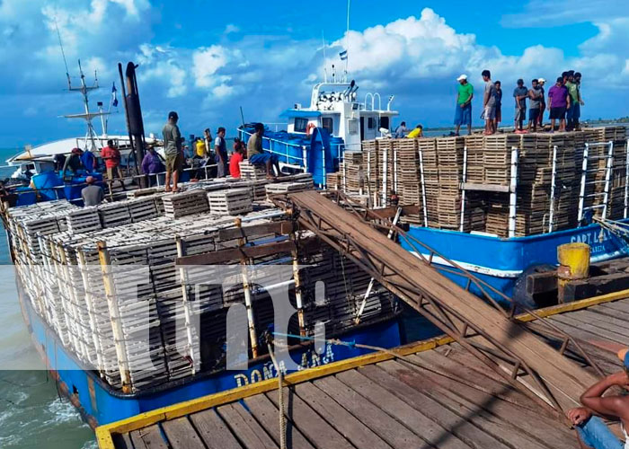 Costa Caribe Norte: Inicia la veda de la langosta Espinoza