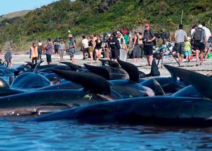 Alrededor de una treintena de ballenas mueren varadas en Nueva Zelanda