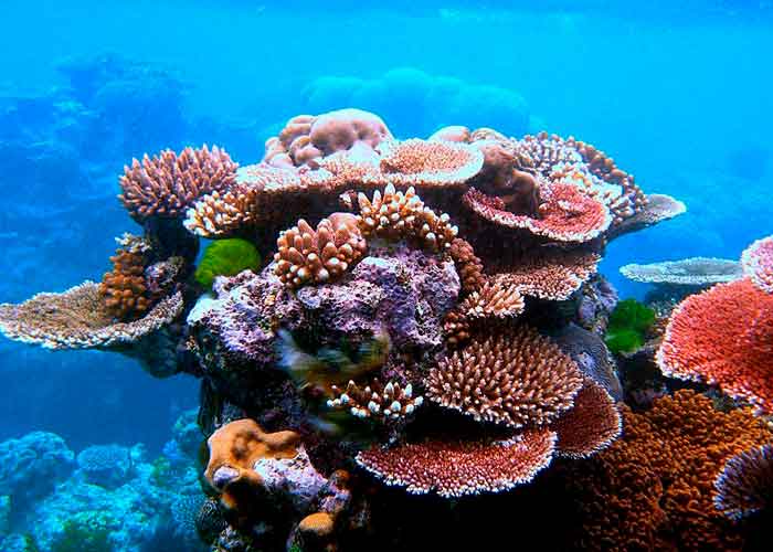 ONU considera clasificar la Gran Barrera de Coral como "en peligro".