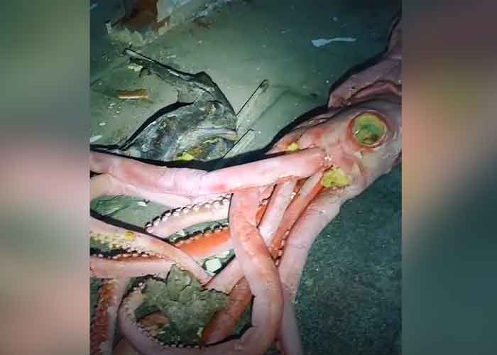 Bestia marinas encontradas en un museo abandonado en España