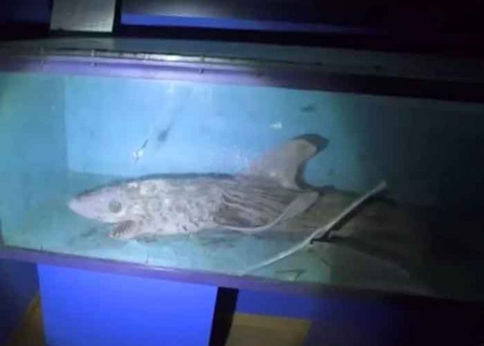 Bestia marinas encontradas en un museo abandonado en España