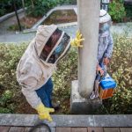Muere hombre por ataque de abejas en Antioquia, Colombia