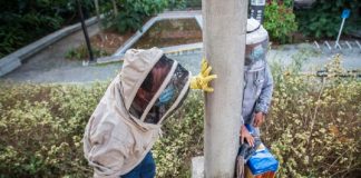 Muere hombre por ataque de abejas en Antioquia, Colombia