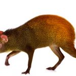 Presencia de “rata” gigante o agutí causa revuelo en Puerto Rico