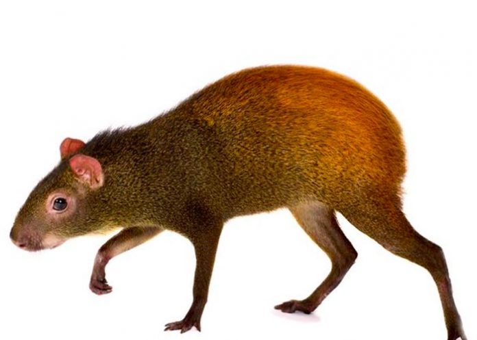 Presencia de “rata” gigante o agutí causa revuelo en Puerto Rico