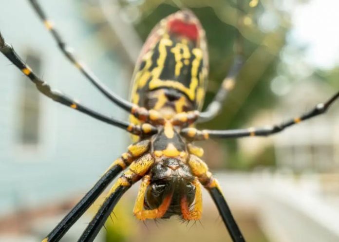 Las arañas gigantes que se multiplican en costa la costa este de EE.UU