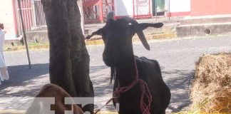 Feria de ovinos y caprinos en Boaco