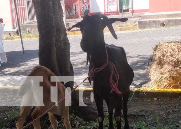 Feria de ovinos y caprinos en Boaco