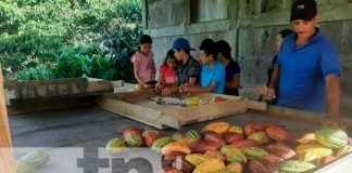 Nuevo emprendimiento para procesar cacao en Jinotega