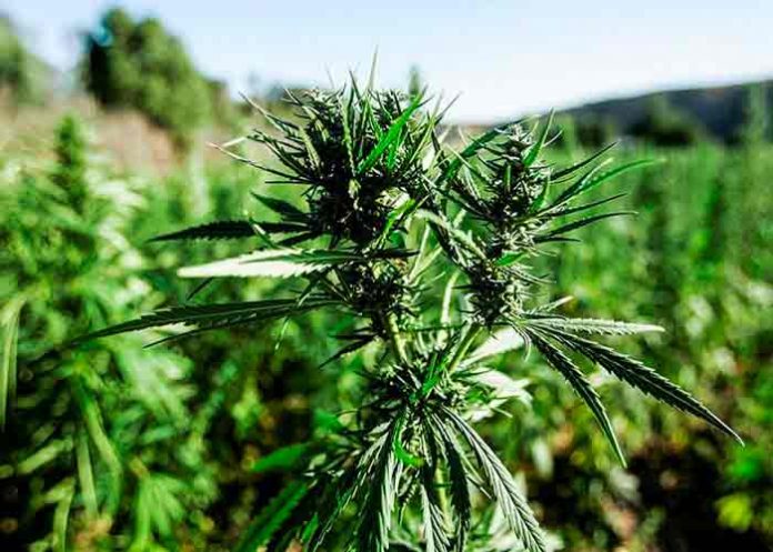 Marruecos autoriza cultivo de cannabis con fines terapéuticos y cosméticos