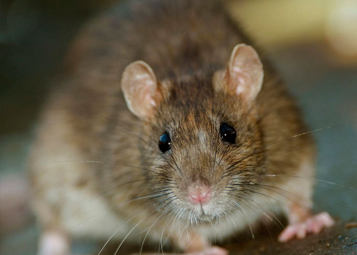  España detectó casos de hepatitis E de rata provocada por un nuevo virus