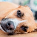 ¡Alerta en Florida! Por virus “altamente contagioso” que afecta a perros