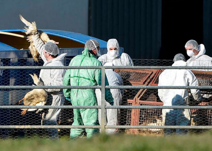 10 millones de aves sacrificadas en Francia por brote de gripe aviar