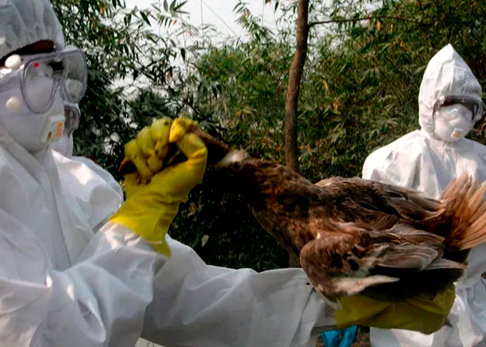 10 millones de aves sacrificadas en Francia por brote de gripe aviar