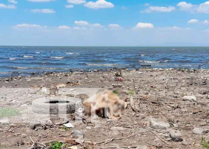 En circunstancias extrañas perece hombre a orillas del Lago de Managua