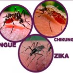 EE.UU: Liberan mosquitos modificados para combatir dengue y zika