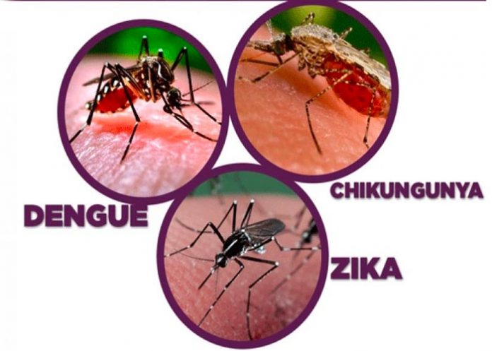 EE.UU: Liberan mosquitos modificados para combatir dengue y zika