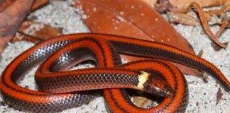 Científicos en Paraguay descubren nueva especie de serpiente subterránea