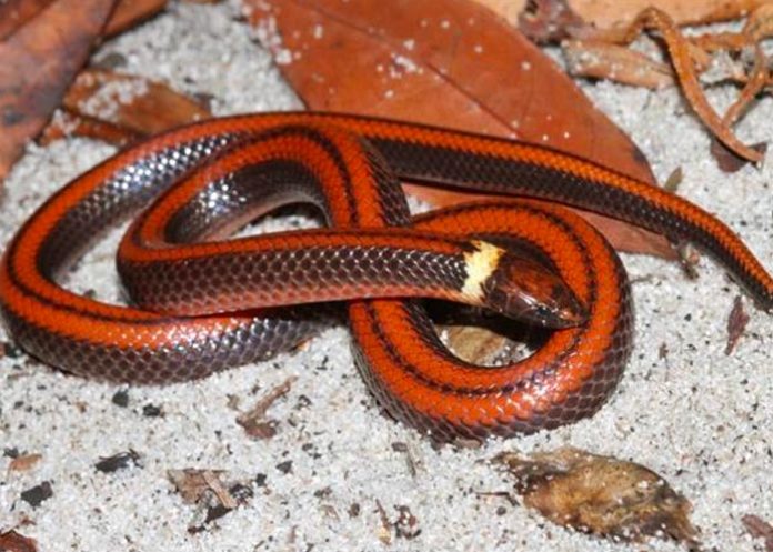 Científicos en Paraguay descubren nueva especie de serpiente subterránea