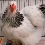 Degenerado pasará un año tras las rejas por violar a gallina en Paraguay