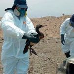 Más de 420 aves rescatadas tras el derrame de petróleo en Perú