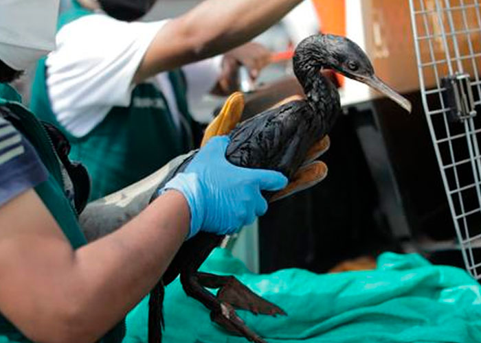 Más de 420 aves rescatadas tras el derrame de petróleo en Perú