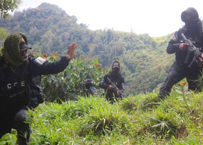 Desmantelan 345.000 plantas de coca y cuatro laboratorios en Honduras