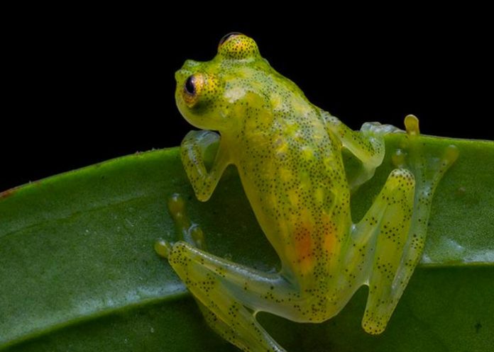 Ecuador: Descubren dos nuevas especies de ranas de cristal