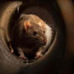 "Ejército" de ratas aterroriza a familia en Reino Unido