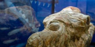 Identifican los restos de una ballena de hace 36 millones de años en Perú